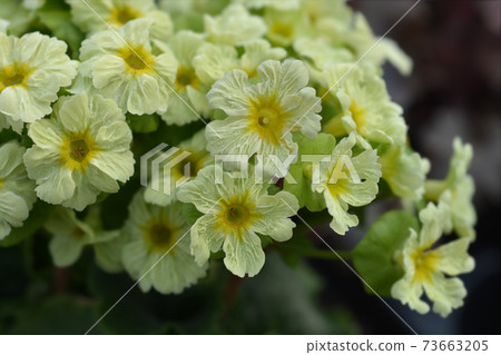 Poison primrose 73663205
