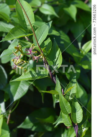 Silkvine 73663206