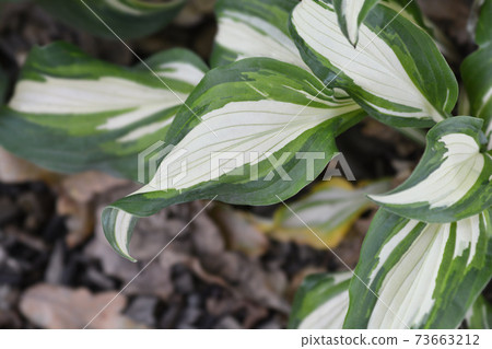 One-striped wavy plantain lily 73663212