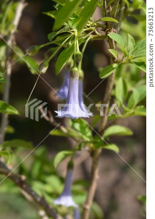 Blue Angels trumpet Blue Angels trumpet 73663213