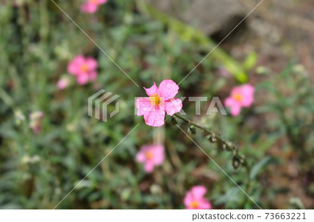 Rock rose hybrid 73663221