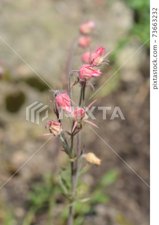 Prairie smoke Prairie smoke 73663232