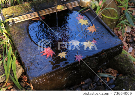 Akagi Nature Park Autumn Leaves Akagi Nature Park Autumn Leaves 73664009