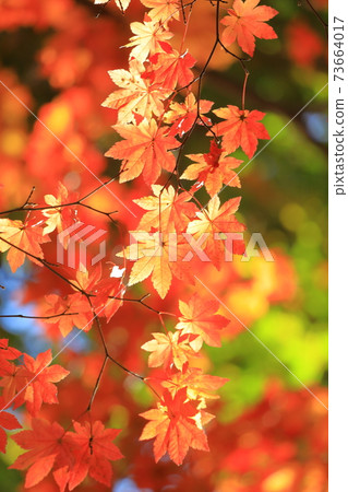 赤城自然公園秋葉 73664017