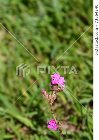 Sticky catchfly 73664240