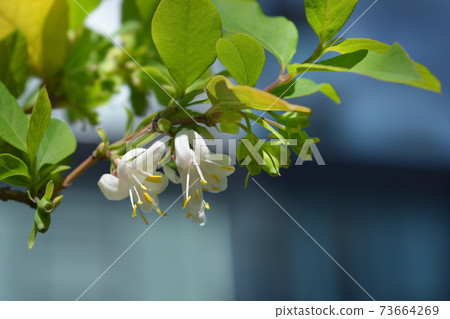 Winter flowering honeysuckle Winter flowering honeysuckle 73664269