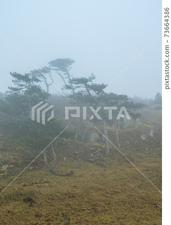 Trees in a windy and misty landscape. Picture from Kullen nature reserve, Scania, Sweden Trees in a windy and misty landscape. Picture from Kullen nature reserve, Scania, Sweden 73664386