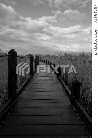 A black and white photo of a boardwalk in a marshland full of reeds in golden color with an amazing sky in the background. Picture from Lund, Sweden A black and white photo of a boardwalk in a marshland full of reeds in golden color with an amazing sky in the background. Picture from Lund, Sweden 73664387