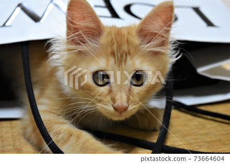 Kitten in a paper bag Kitten in a paper bag 73664604