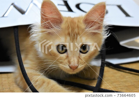 Kitten in a paper bag Kitten in a paper bag 73664605