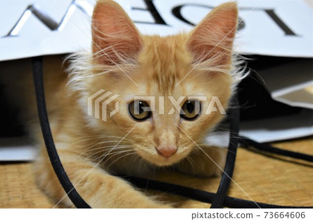 Kitten in a paper bag Kitten in a paper bag 73664606