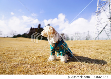 Dog sitting on the lawn 73664654