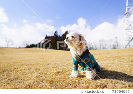 A dog sitting on the grass with his eyes closed 73664655