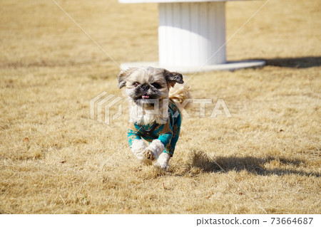 Dog running on the lawn Dog running on the lawn 73664687