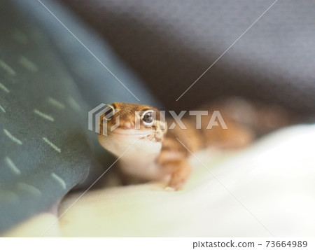 African fat-tailed gecko facing the front 73664989