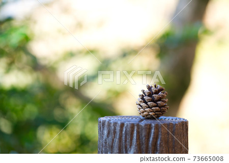 Pinecone on a log fence 73665008