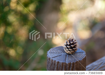 Pinecone on a log fence Pinecone on a log fence 73665009