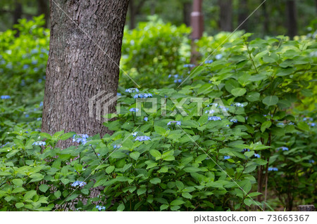 A gorgeous flower hydrangea that cheers up during the rainy season 73665367