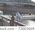 Black-headed gull on the Shoge River in front of Hanshin Amagasaki Station 73665609
