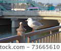 Black-headed gull on the Shoge River in front of Hanshin Amagasaki Station 73665610