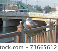 Black-headed gull on the Shoge River in front of Hanshin Amagasaki Station 73665612