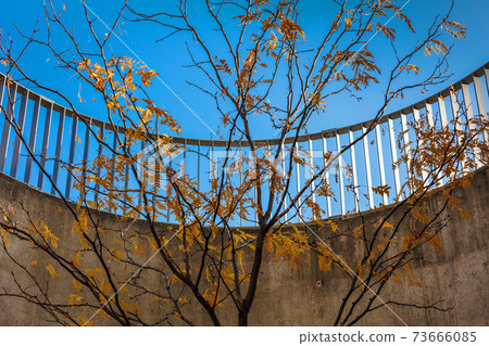 rowan tree in autumn in city 73666085