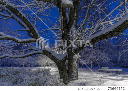 Branches of an oak tree against a blue night sky in a city park in winter. 73666152