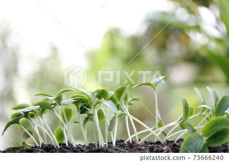 Small new life green sprouts growing Small new life green sprouts growing 73666240