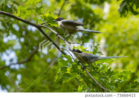 Onaga, a bird that is familiar in eastern Japan but not found in western Japan 73666415