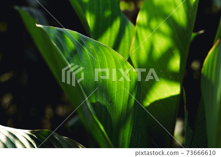 leaf background In the evening nature Leaves in the forest natural background 73666610