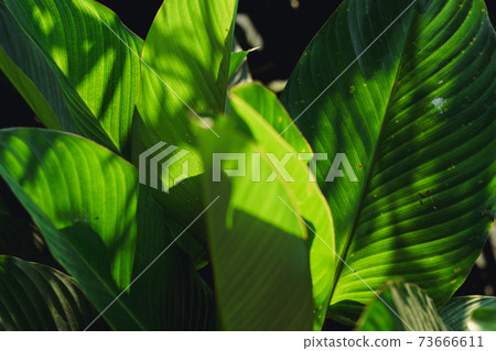 leaf background In the evening nature Leaves in the forest natural background 73666611