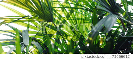 leaf background In the evening nature Leaves in the forest natural background 73666612