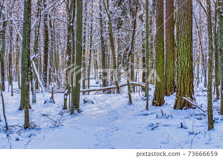 Winter Snow Forest Path Scene Winter Snow Forest Path Scene 73666659