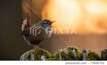 Eurasian wren with open beak on a mossy tree with orange sun in background Eurasian wren with open beak on a mossy tree with orange sun in background 73666792