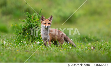Little red fox cub looking on green glade in spring. 73666814