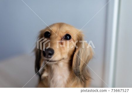 Pet dog Kaninhen Dachshund 73667527