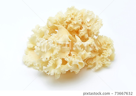 Mushrooms Mushrooms 73667632