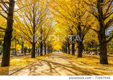 Autumn leaves of Tokyo Koharagaoka Park 73667648