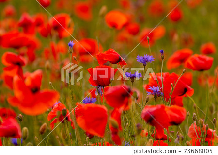 Poppy flowers field at sunset or sunrise 73668005