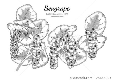 Seagrape fruit hand drawn botanical illustration with line art on white backgrounds. 73668093