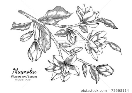 Magnolia Flower And Leaf Drawing Illustration Stock Illustration 73668114 Pixta