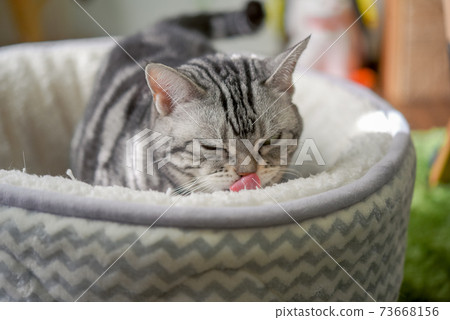 貓準備小睡 73668156