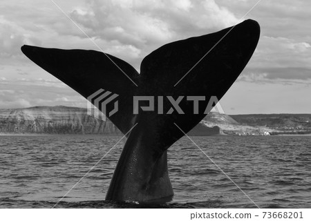 Whale Patagonia Argentina Whale Patagonia Argentina 73668201