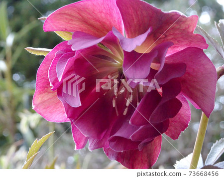 Christmas rose / pink double hellebore up Christmas rose / pink double hellebore up 73668456