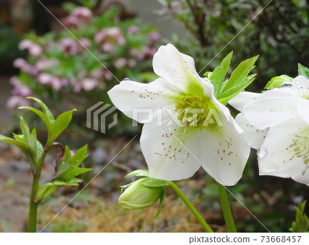 Hellebore in the garden with Christmas roses / drops Hellebore in the garden with Christmas roses / drops 73668457