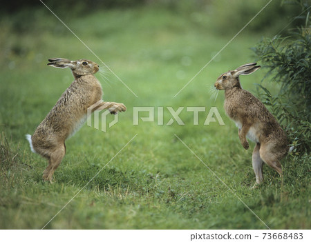 Two Aggressive Hares 73668483