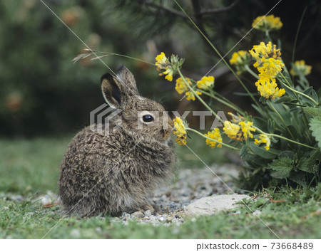 Rabbit Eating Yellow Clover 73668489