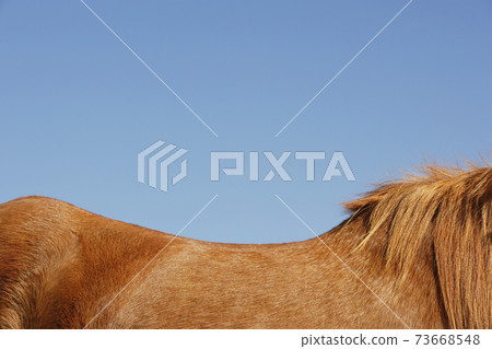 Brown Horse Against Blue Sky 73668548