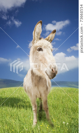 Donkey Standing In Field 73668554