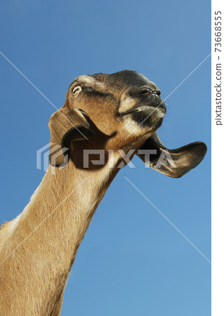 Nubian Goat Against Blue Sky 73668555
